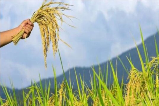 किसानों की सुविधा के लिए राज्य सरकार का बड़ा निर्णय, प्रदेश में 360 नए धान उपार्जन केंद्रों को स्वीकृति