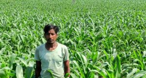 धान के बजाय मक्का से बढ़ा मुनाफा : किसान मालती मोहन बने उन्नत खेती की मिसाल