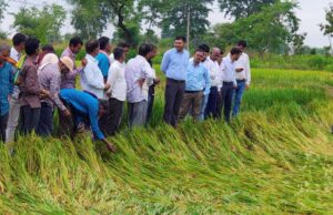 अर्नब तूफान से प्रभावित किसानों को राहत देने सक्रिय हुआ प्रशासन, फसल क्षति का सर्वे शुरू
